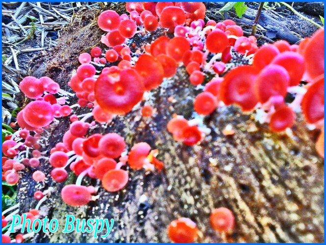 Kulat - Alias jamur tumbuh di tungul yang di tebang